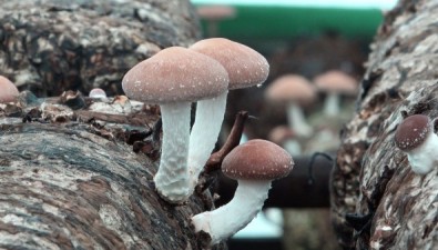 云南大姚縣：香菇獲綠色食品認證