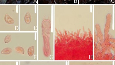 武夷山國家公園發現3個大型真菌新物種