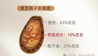 靈芝孢子粉怎么吃才有效？關鍵在“殼”