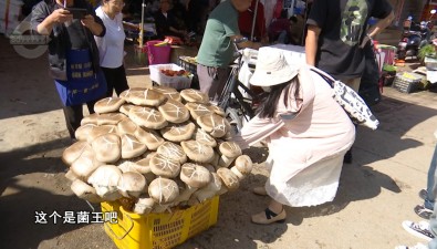 80公斤！賣出1600元！昆明現巨無霸“菌