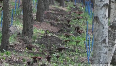 河北承德圍場：持續延伸靈芝產業鏈條