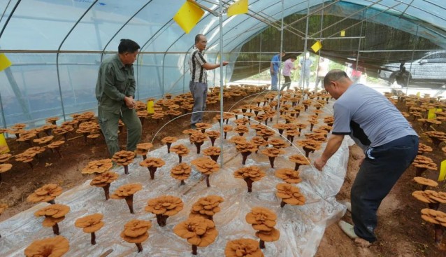 高山赤靈芝落戶四川沐川