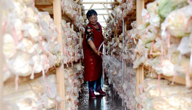 江蘇泰州海陵區：數智方艙種菌菇“蘑”力升級