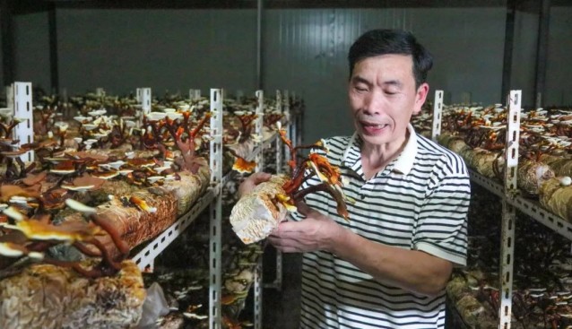 靈芝進(jìn)廠房，“仙草”變盆景