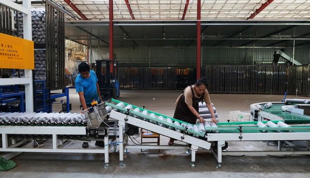 精創(chuàng)食用菌日產(chǎn)菌棒5萬(wàn)棒，訂單量大增