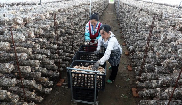 遼寧北票市：“小花菇”做成“大文章”