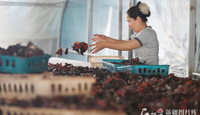 山東援疆助力疏勒縣食用菌產(chǎn)業(yè)融合發(fā)展