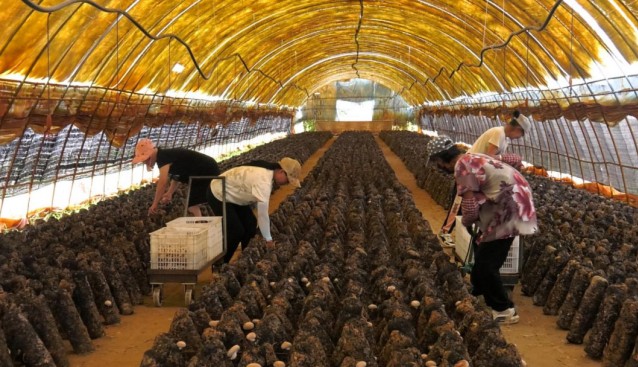 黑龍江克爾臺(tái)鄉(xiāng)：“小菌菇”撐起致富大產(chǎn)業(yè)