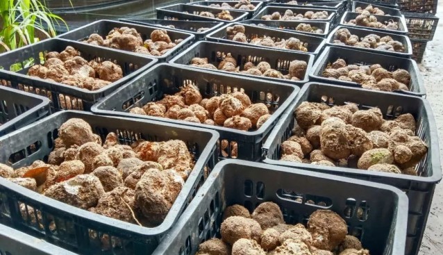 海南白沙：菌菇串起億元產(chǎn)業(yè)鏈