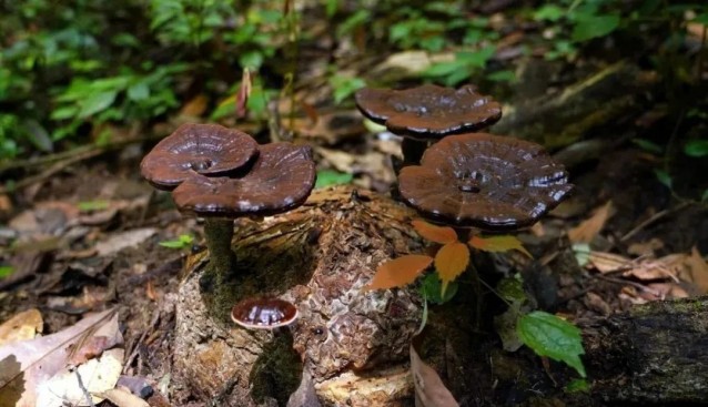 福建武平縣：靈芝面積達(dá)4.56萬(wàn)畝