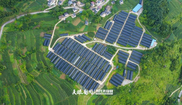 貴州道真平模社區(qū)：“小菌菇”撬動(dòng)“大發(fā)展”