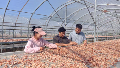 李玉院士團隊在阿爾山培育“三色木耳”，成“降三高”新寵