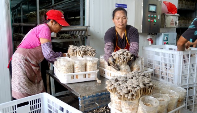 廣西貴港市港北區(qū)：菌菇撐起“致富傘”