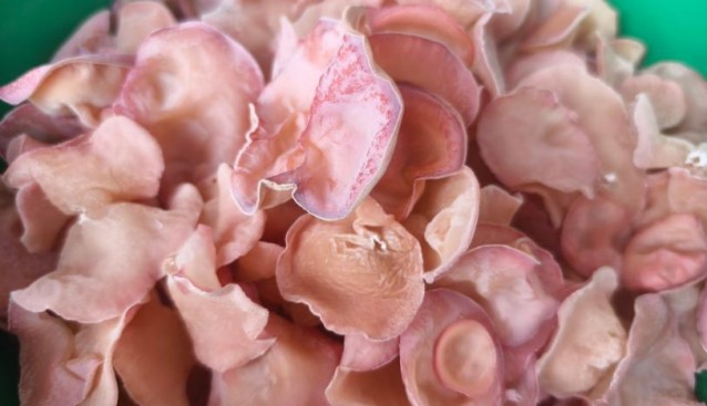 食用菌高產栽培技術與菌渣還田安全評估項目啟動