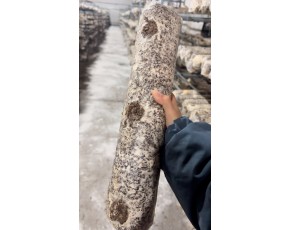 供應猴頭菇菌棒長棒