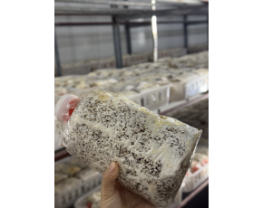 供應金耳菌短棒