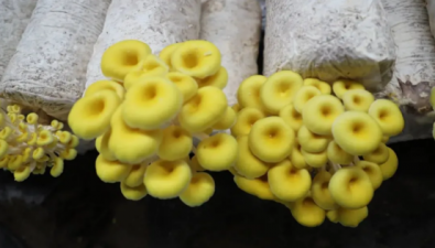 內蒙古：突泉縣曙光食用菌產業園榆黃蘑進入豐產季