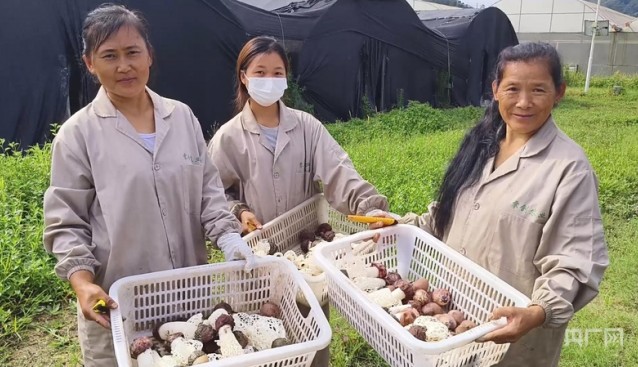 云南鳳慶:紅托竹蓀迎來采收高峰