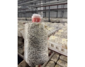 供應金耳菌短棒