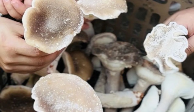 貴州天祝縣:豬肚菌試種成功