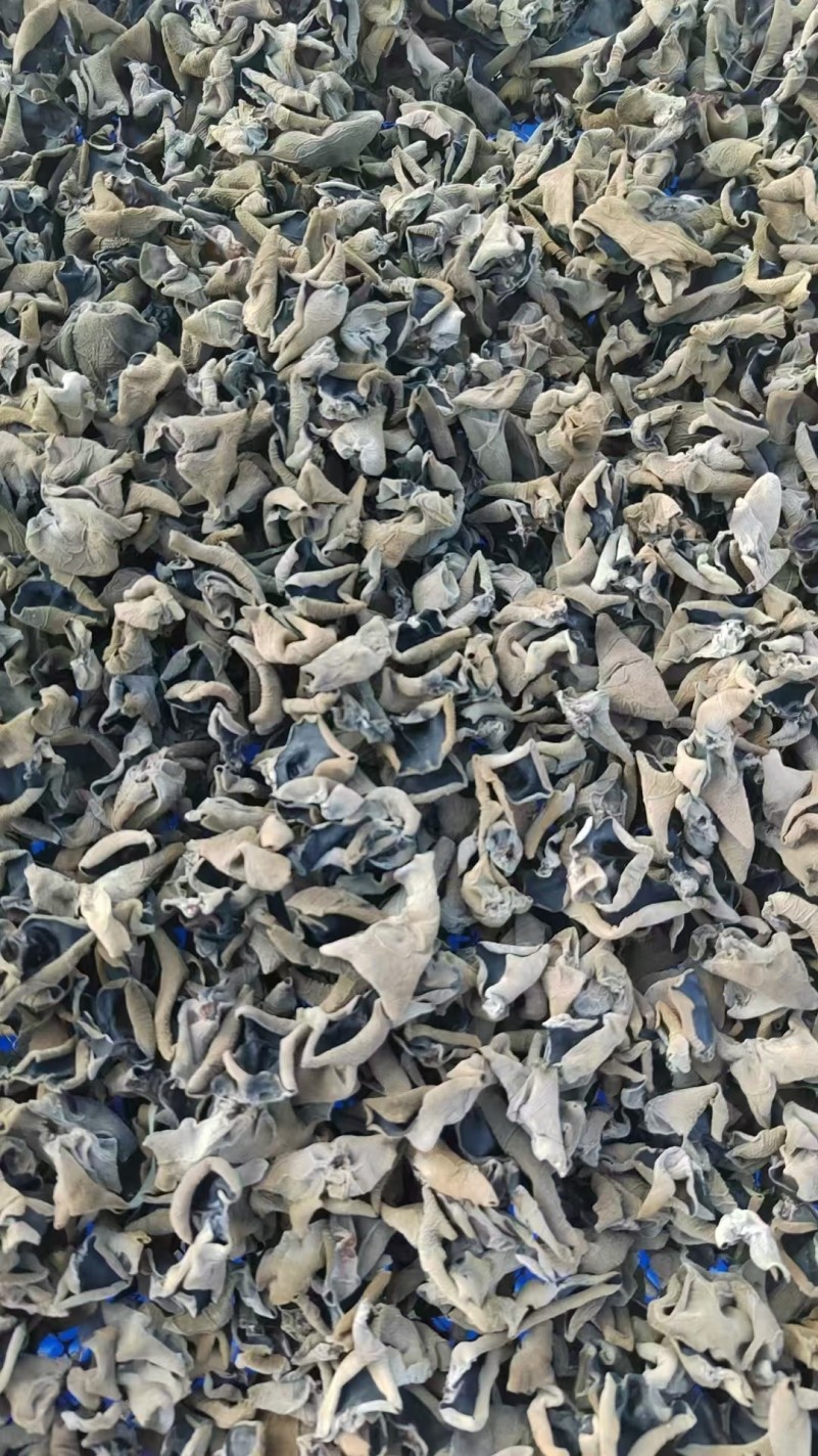 常年收購黑木耳