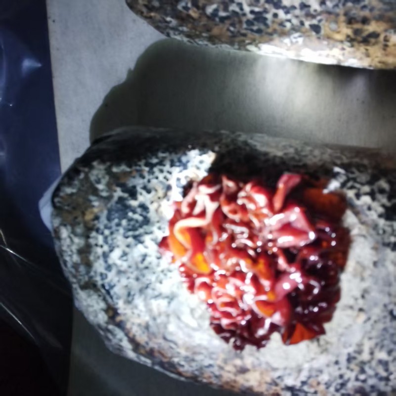 紅木耳，新產品