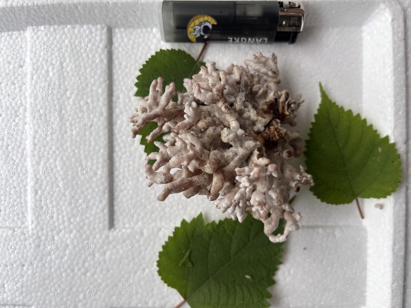 珊瑚菌龍爪菇長期供應