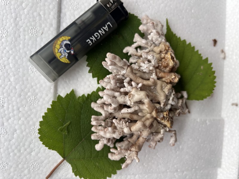 長期供應龍爪菇