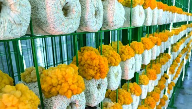 山東臨清：以鄉(xiāng)村振興為引領(lǐng)，科技創(chuàng)新為驅(qū)動，推動金耳產(chǎn)業(yè)高質(zhì)量發(fā)展