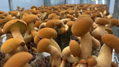 菌視界獲國家發(fā)明專利授權(quán)，加速布局牛肝菌人工栽培新篇章