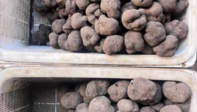 云南昆明：黑松露迎來旺季，價格180元-800元/公斤