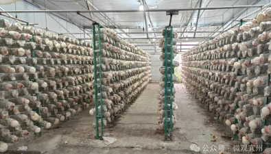 廣西：河池市宜州區(qū)首批猴頭菇迎來(lái)豐收