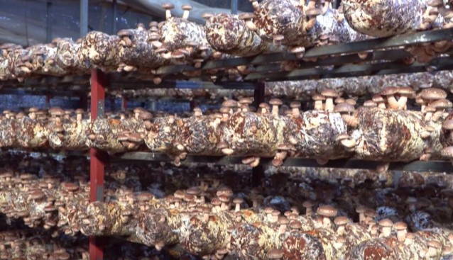 福建羅源縣陶洋村全新生產線實現自產自用