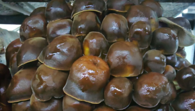 四川大邑縣：金針菇新菌株“川金60”試種成功