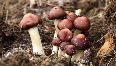 四川長寧：“竹菌共生”新模式，釋放產業“蘑”力