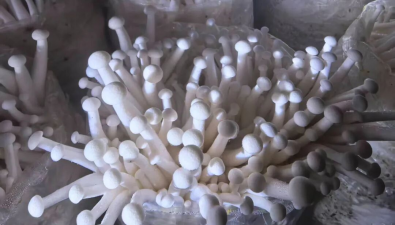 河南盧氏縣：2025年栽培食用菌4億袋