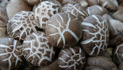 河南內(nèi)鄉(xiāng)縣：香菇種植規(guī)模達(dá)5000萬袋