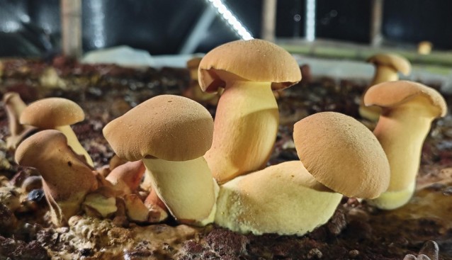 人工見手青云南通海試種成功