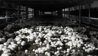 新疆額敏縣：數智改造讓食用菌基地產銷兩旺