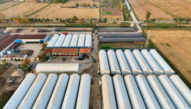 山東魚臺縣唐馬鎮：雙孢菇智慧產業園鋪就致富路