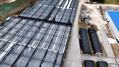 陜西留壩縣：羊肚菌“口糧”升級(jí)，產(chǎn)量提高約10%